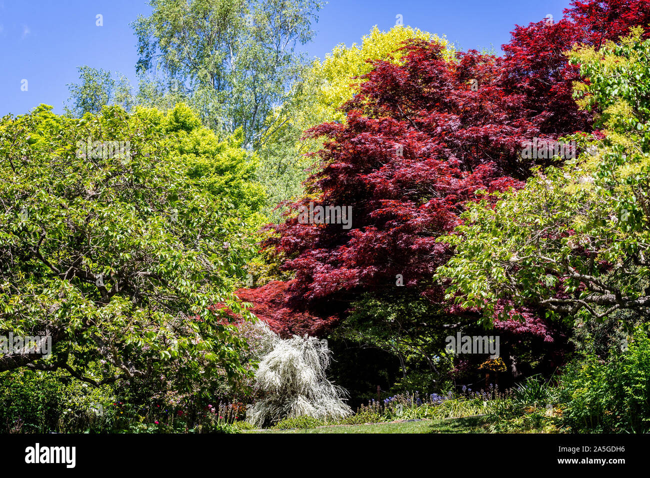 Collection of different tree specimens with different colours and patterns Stock Photo