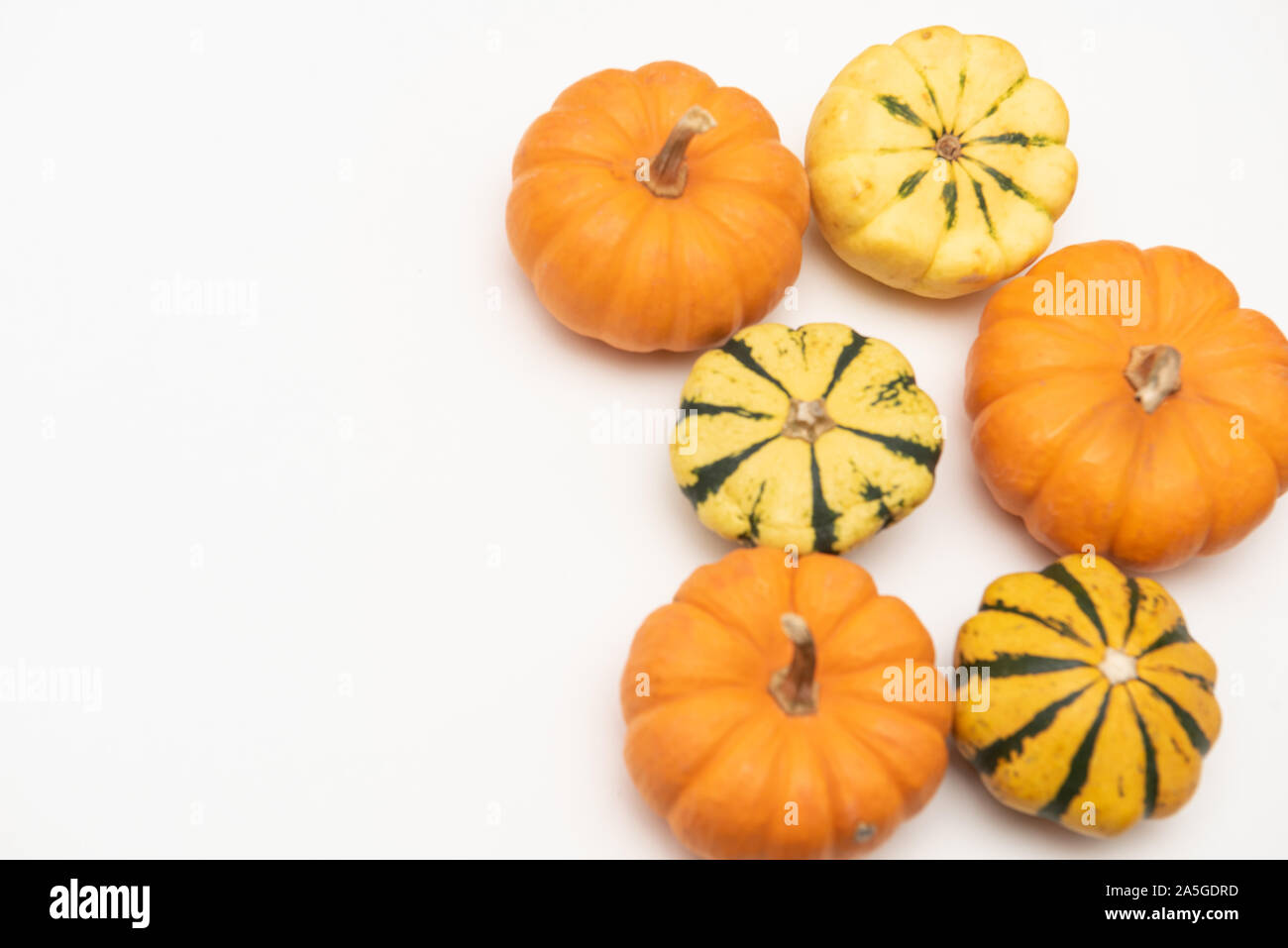 Flat-lay of mini pumpkins on white background Stock Photo