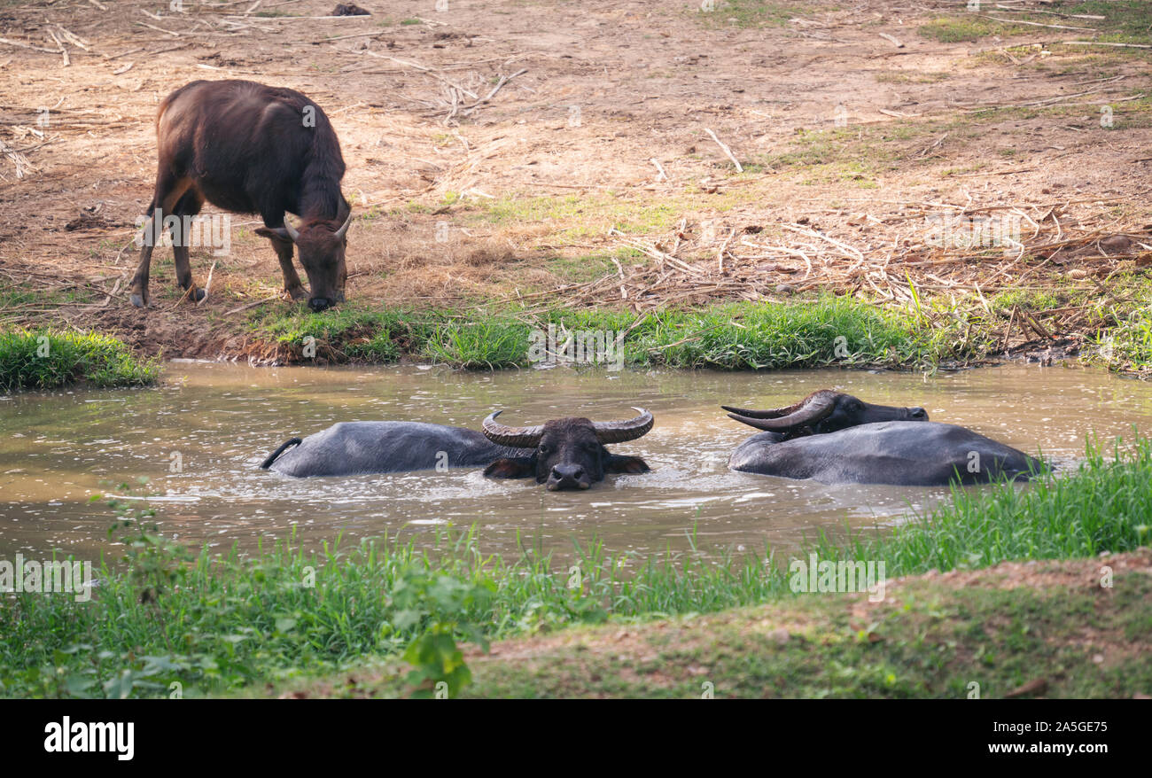 water buffalo resting in mud pond Stock Photo