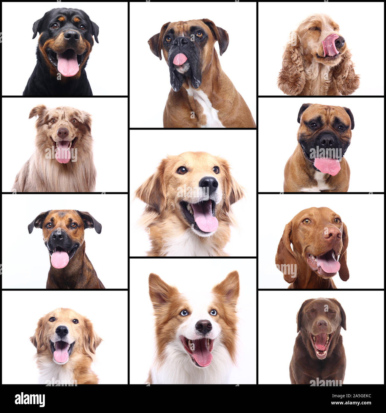 Group of beautiful commercial happy pets together Stock Photo