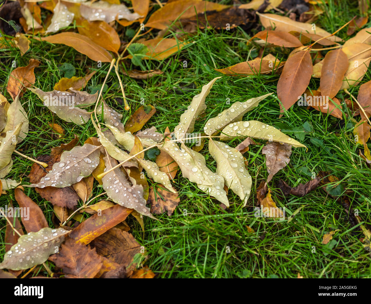 Fallen yellow and orange autumn maple leaves on green grass on the ...
