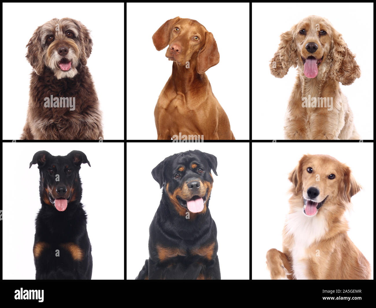 Group of beautiful commercial happy pets together Stock Photo