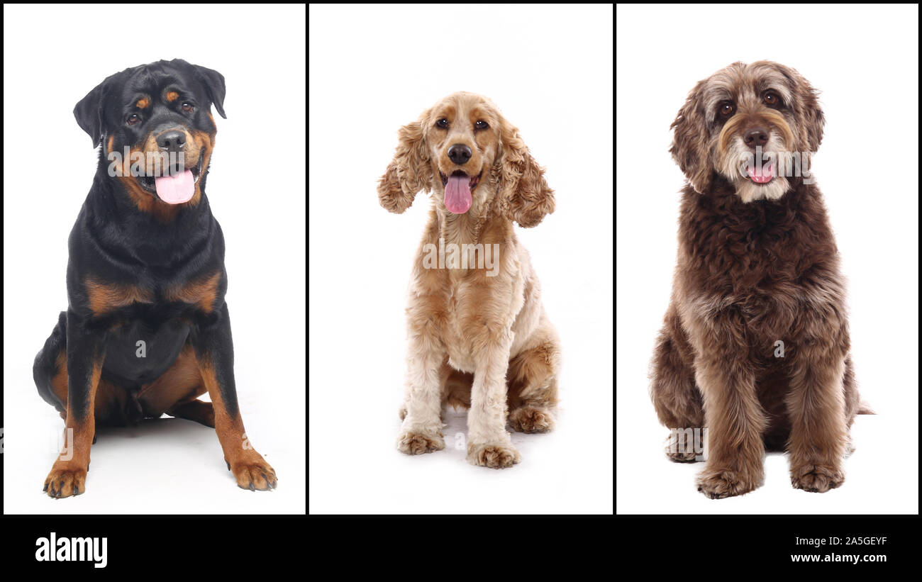 Group of beautiful commercial happy pets together Stock Photo