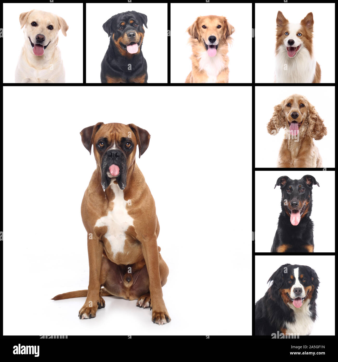 Group of beautiful commercial happy pets together Stock Photo