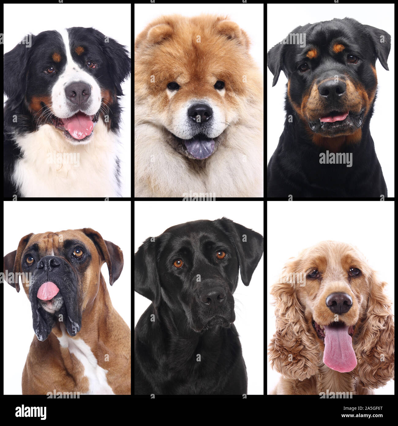 Group of beautiful commercial happy pets together Stock Photo