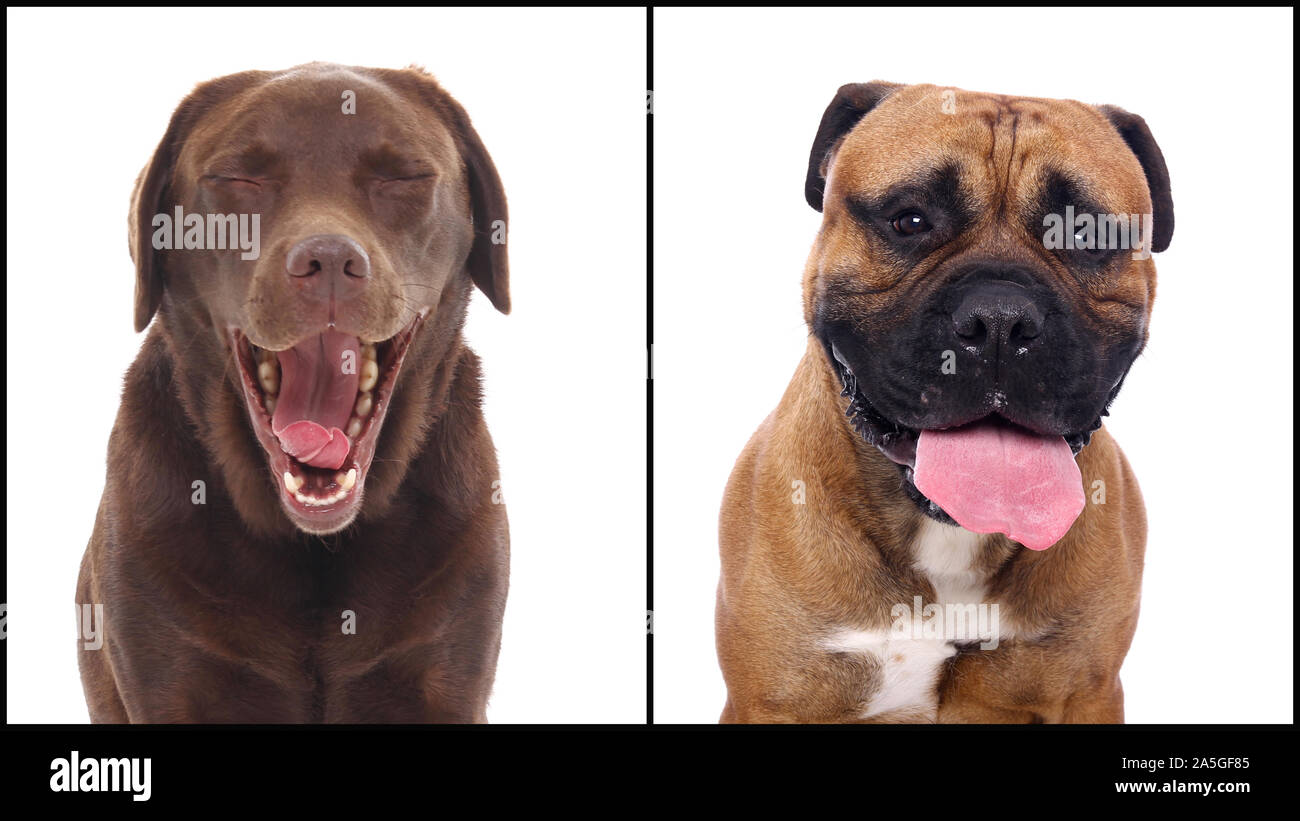 Group of beautiful commercial happy pets together Stock Photo