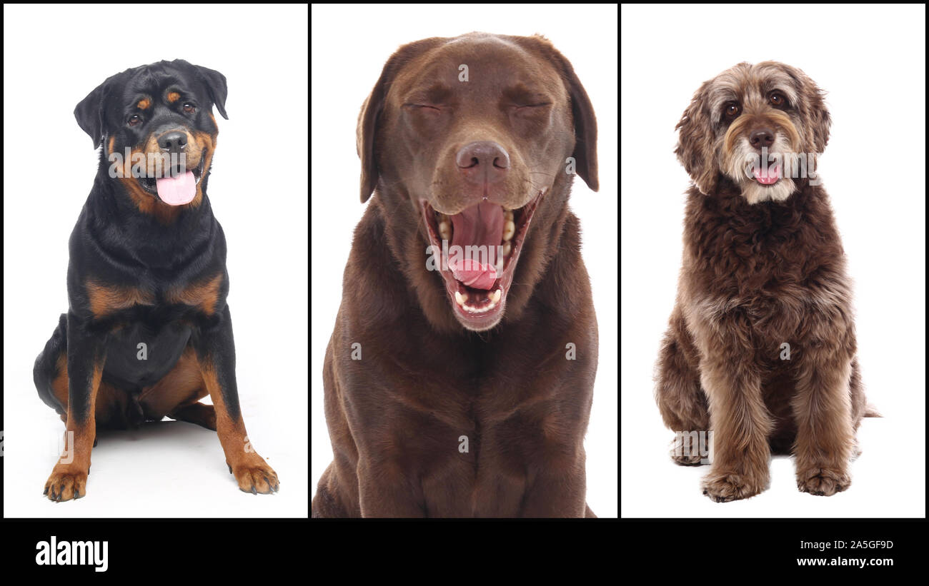 Group of beautiful commercial happy pets together Stock Photo