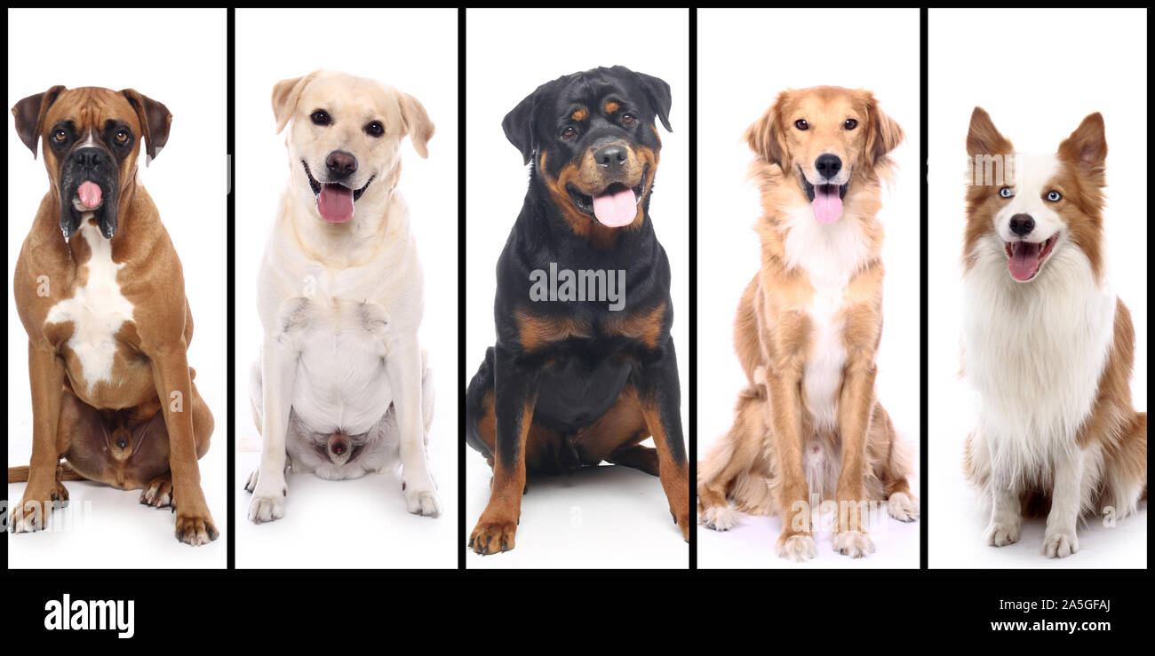 Group of beautiful commercial happy pets together Stock Photo