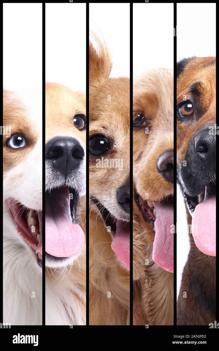 Group of beautiful commercial happy pets together Stock Photo