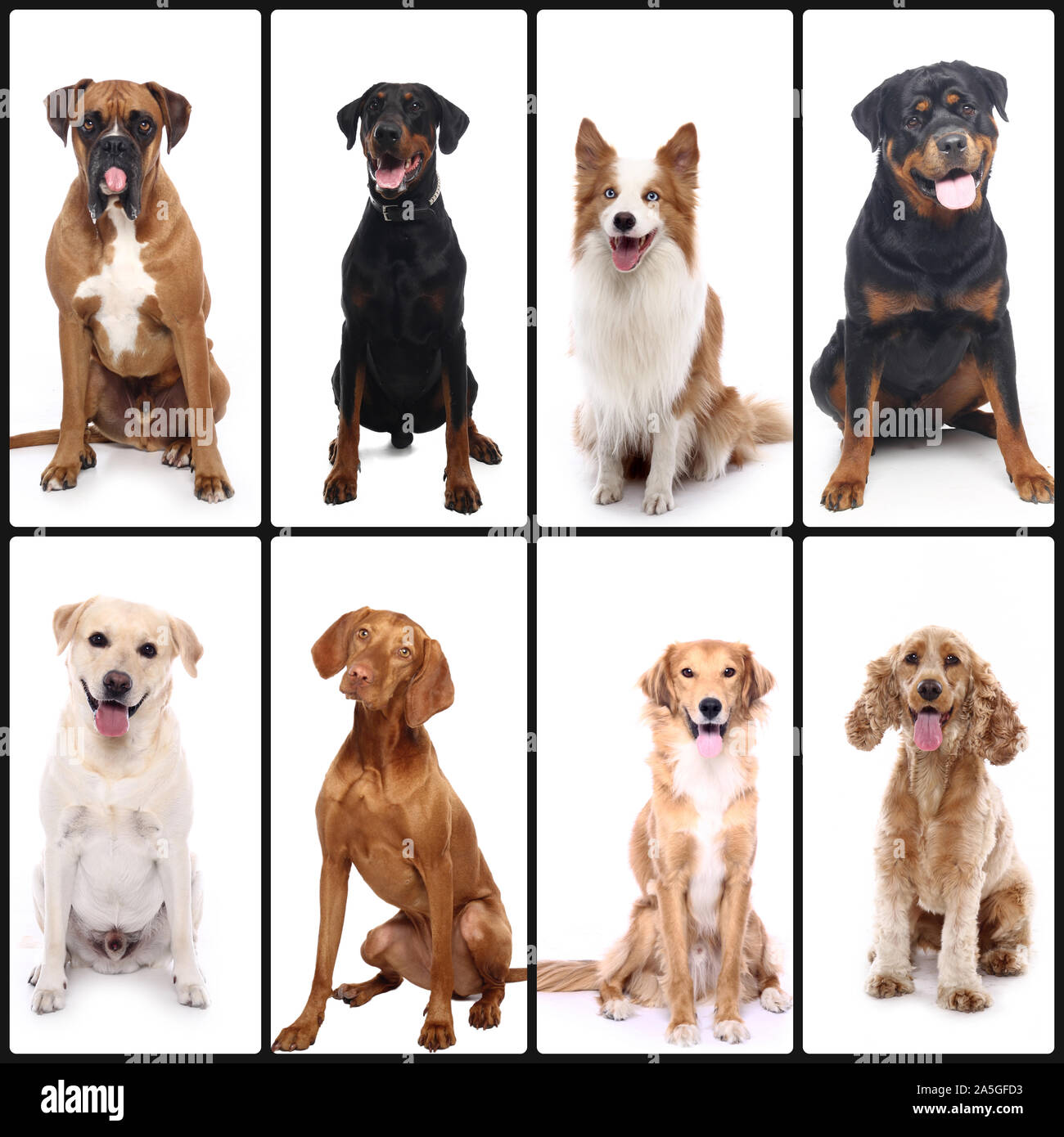 Group of beautiful commercial happy pets together Stock Photo