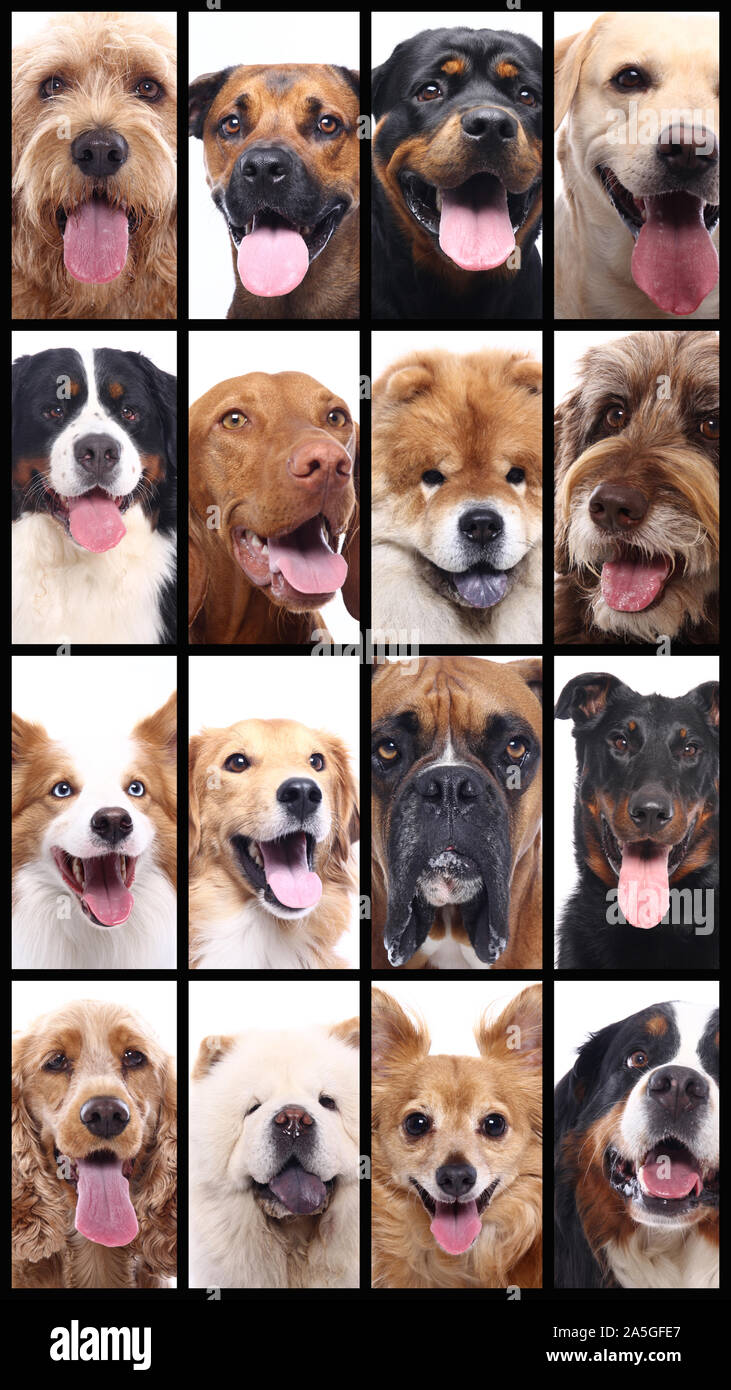 Group of beautiful commercial happy pets together Stock Photo