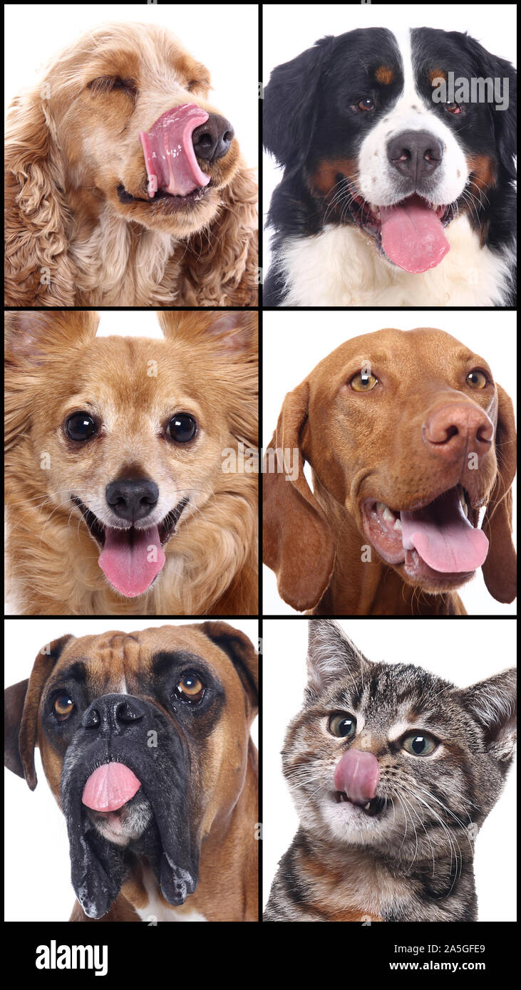 Group of beautiful commercial happy pets together Stock Photo