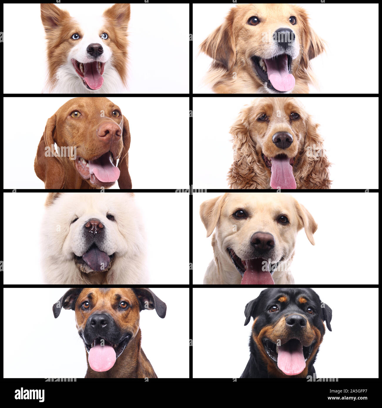 Group of beautiful commercial happy pets together Stock Photo