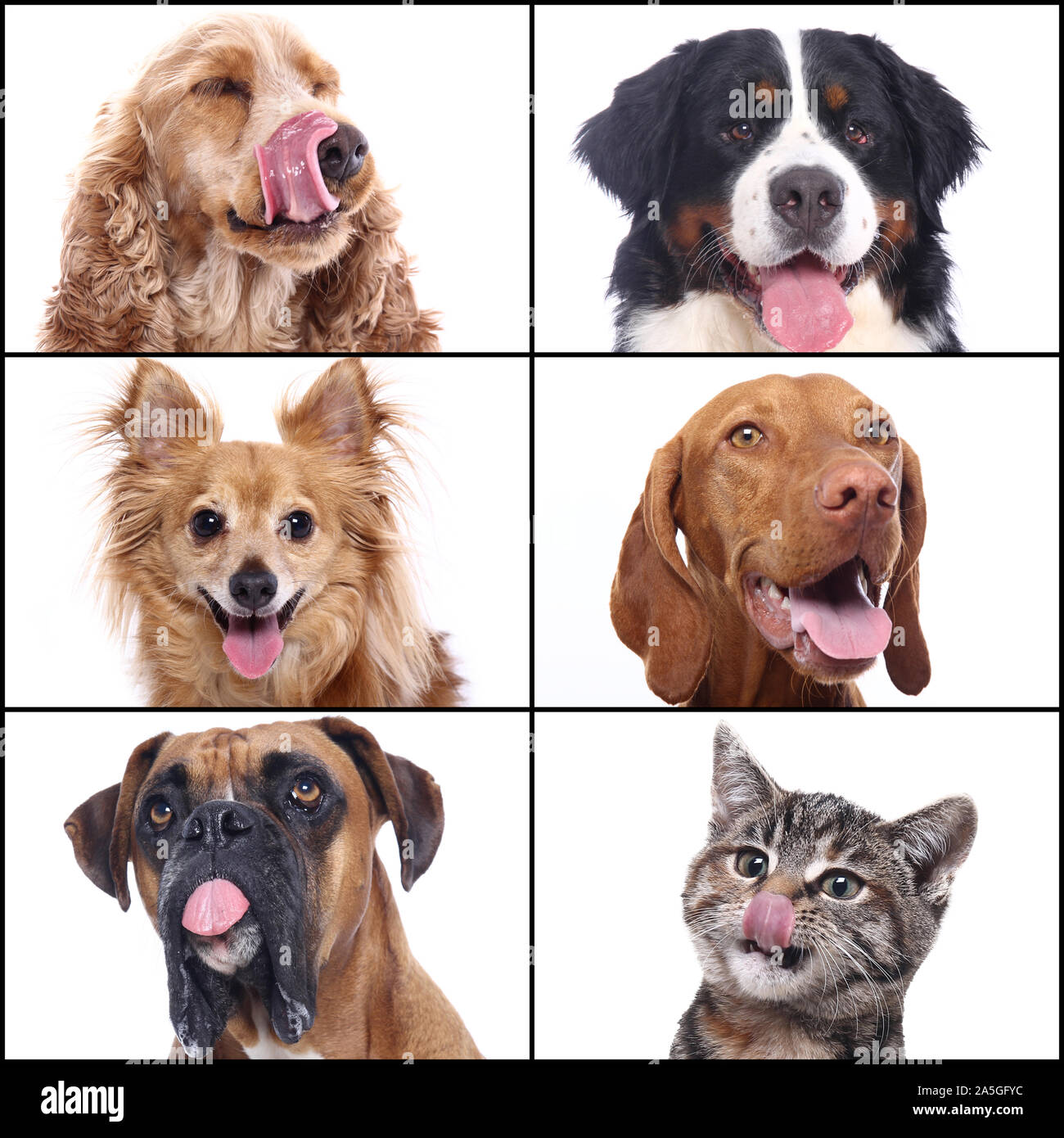 Group of beautiful commercial happy pets together Stock Photo