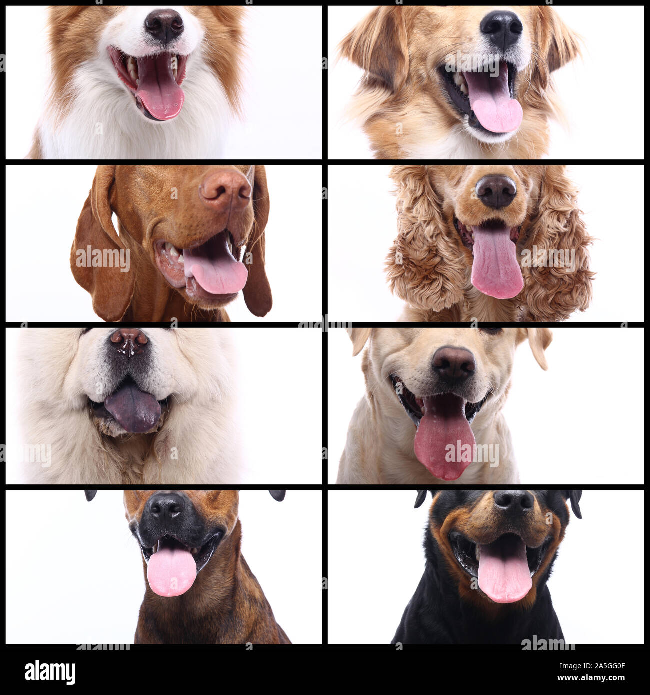 Group of beautiful commercial happy pets together Stock Photo