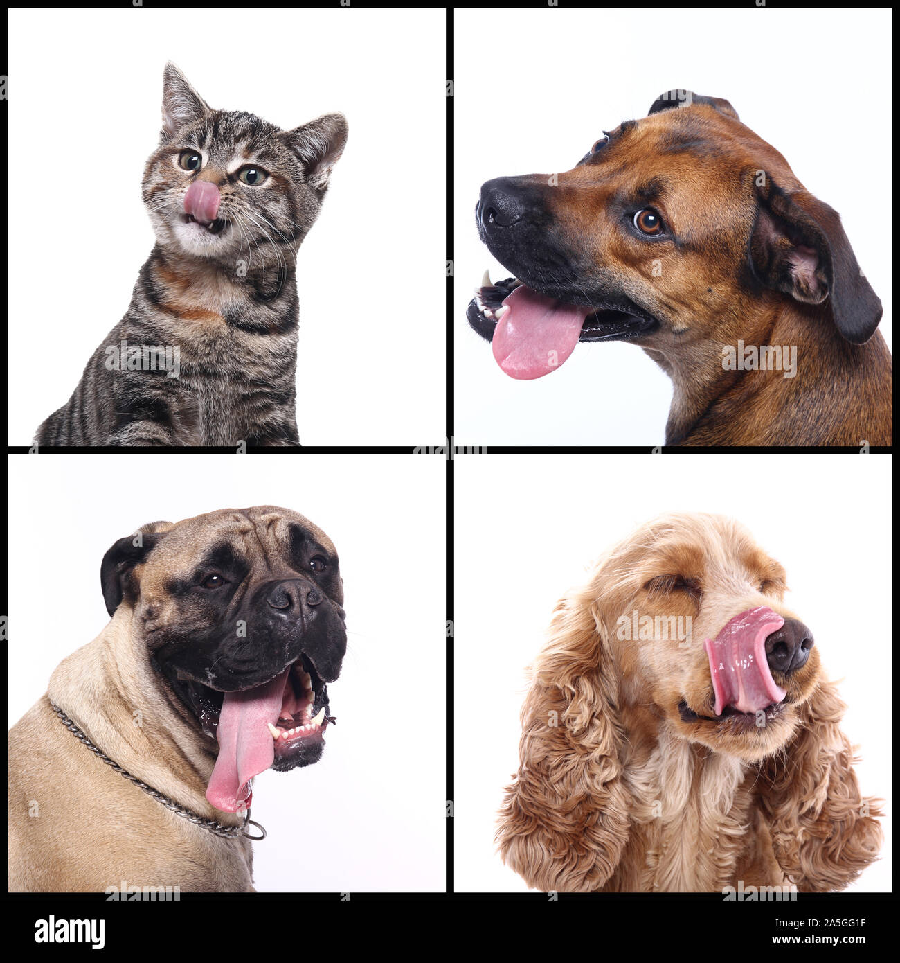 Group of beautiful commercial happy pets together Stock Photo