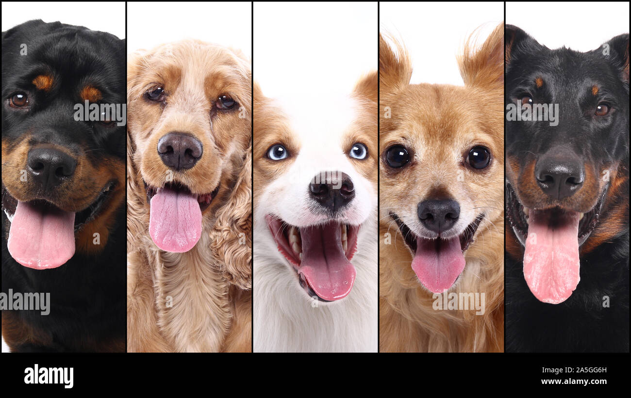 Group of beautiful commercial happy pets together Stock Photo