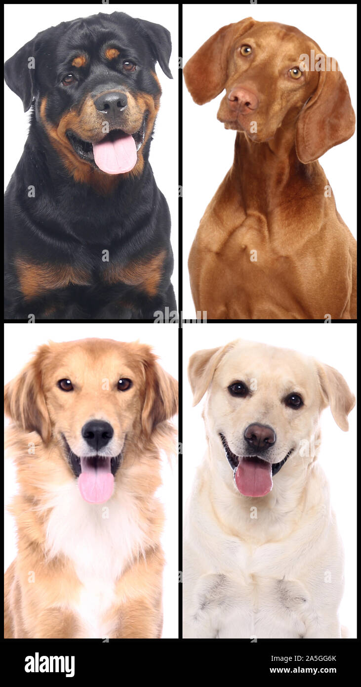 Group of beautiful commercial happy pets together Stock Photo