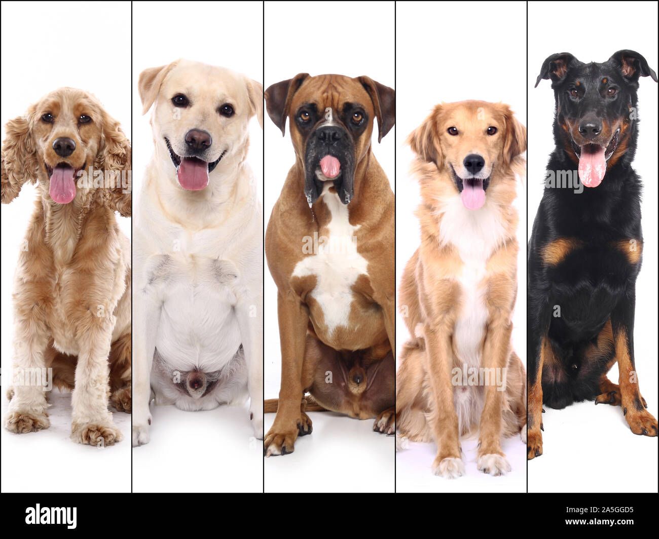 Group of beautiful commercial happy pets together Stock Photo