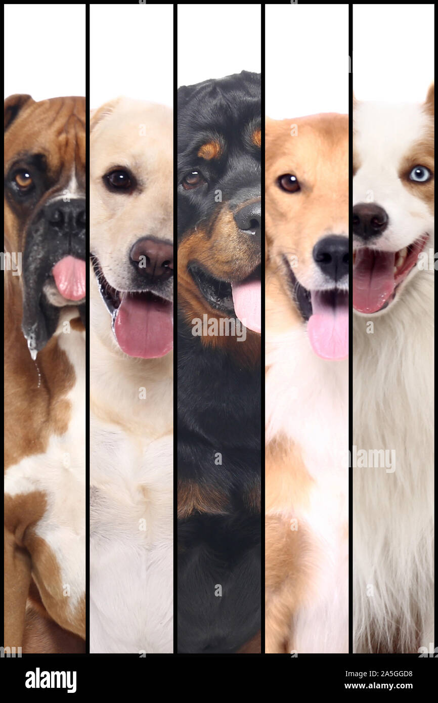 Group of beautiful commercial happy pets together Stock Photo