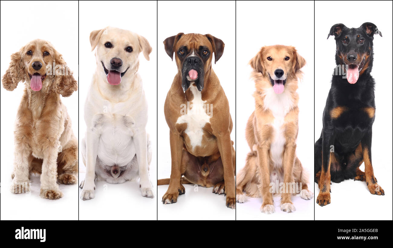 Group of beautiful commercial happy pets together Stock Photo