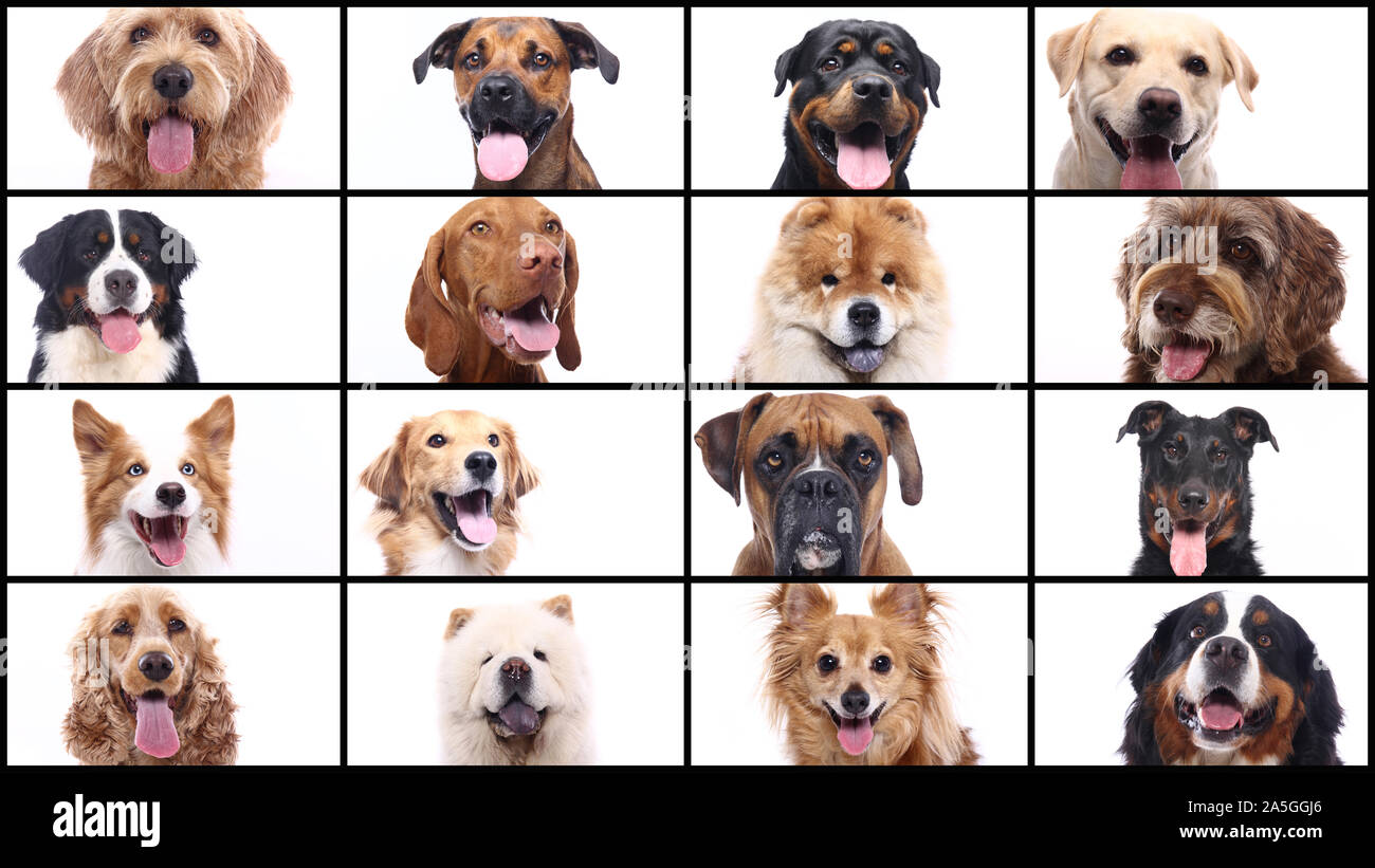 Group of beautiful commercial happy pets together Stock Photo