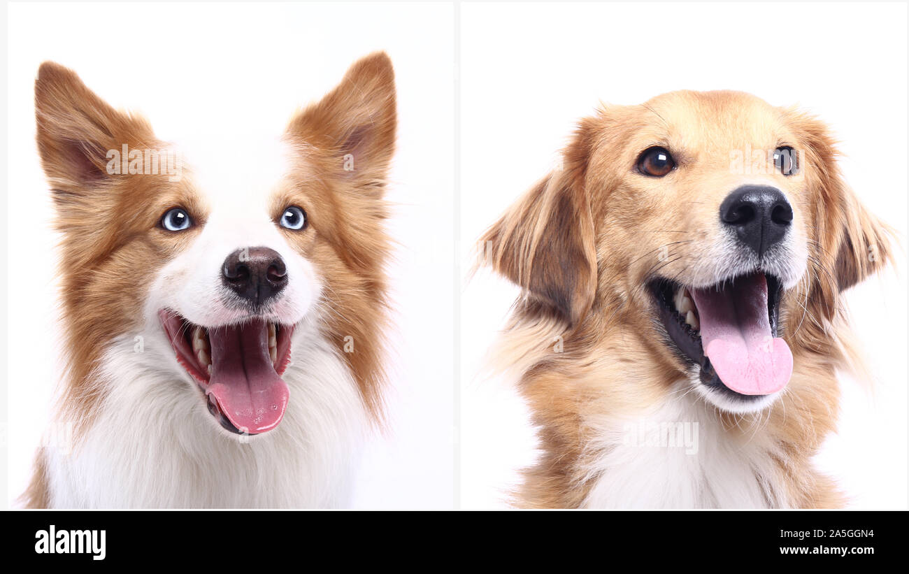 Group of beautiful commercial happy pets together Stock Photo