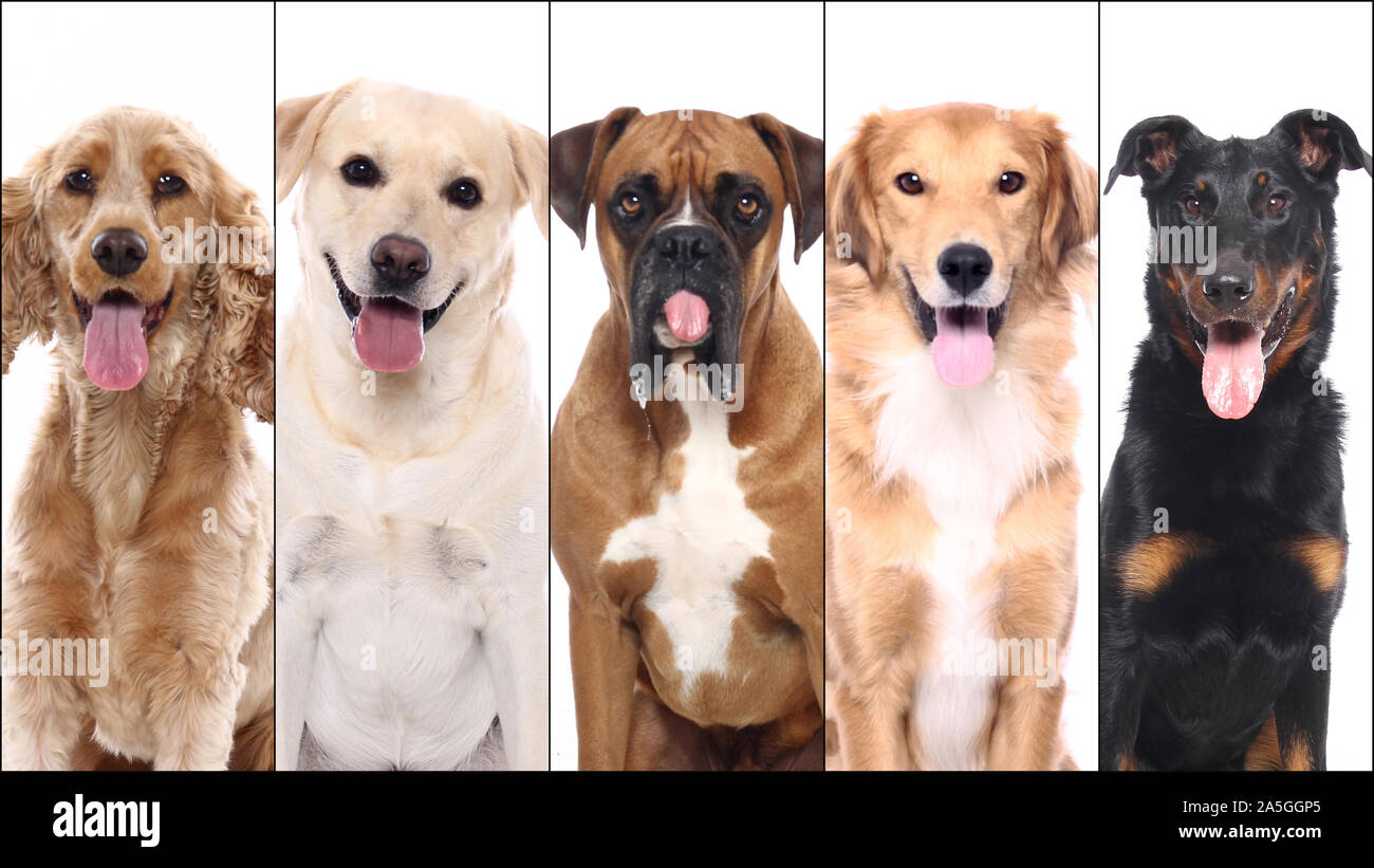 Group of beautiful commercial happy pets together Stock Photo