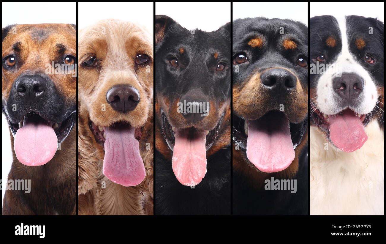 Group of beautiful commercial happy pets together Stock Photo