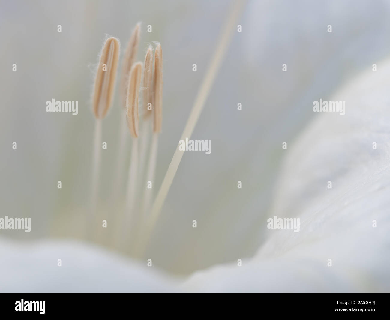 Closeup of Jimson weed (Datura wrightii) stamens Stock Photo