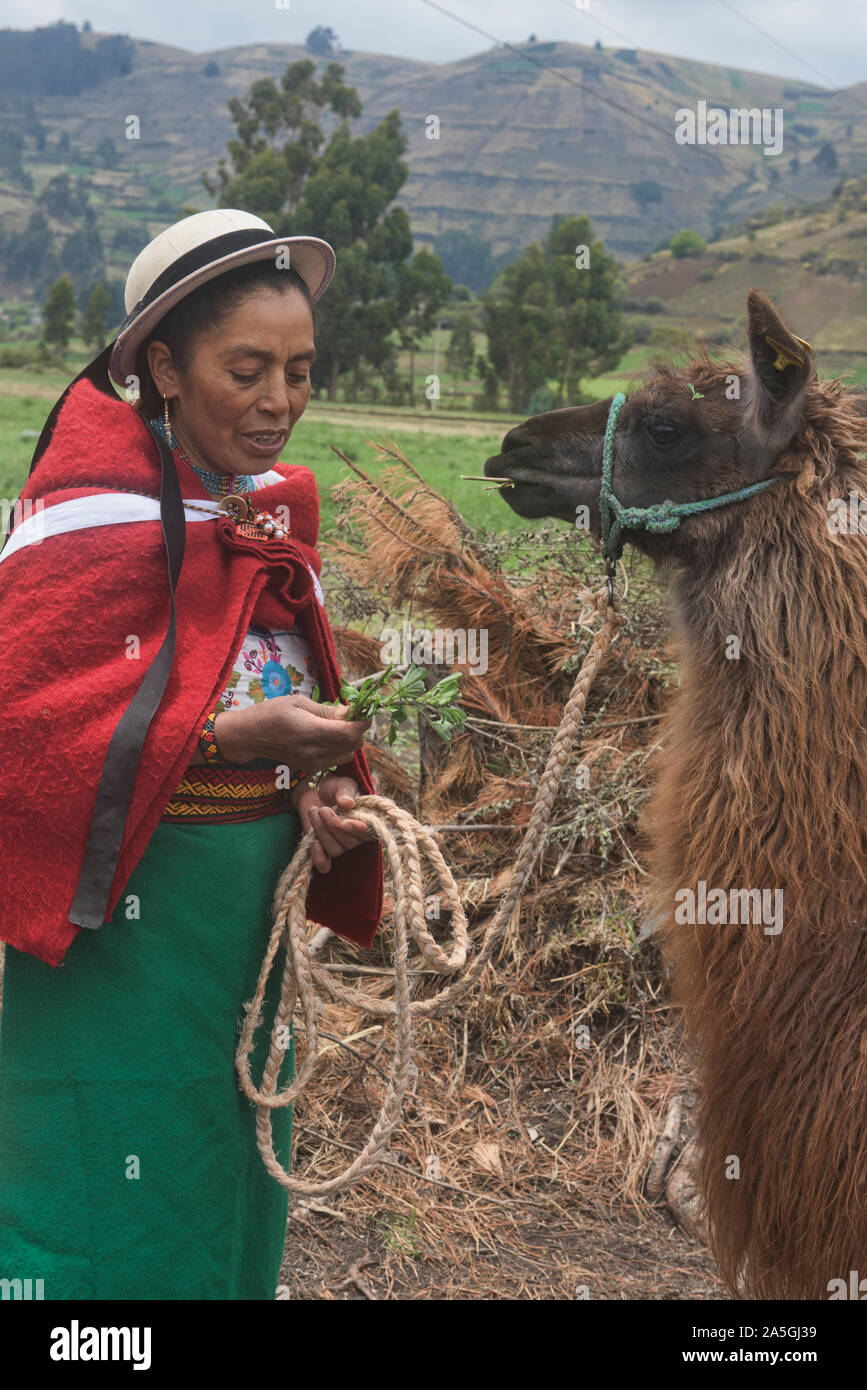 Indigenous highlander and her llama, La Moya, Ecuador Stock Photo