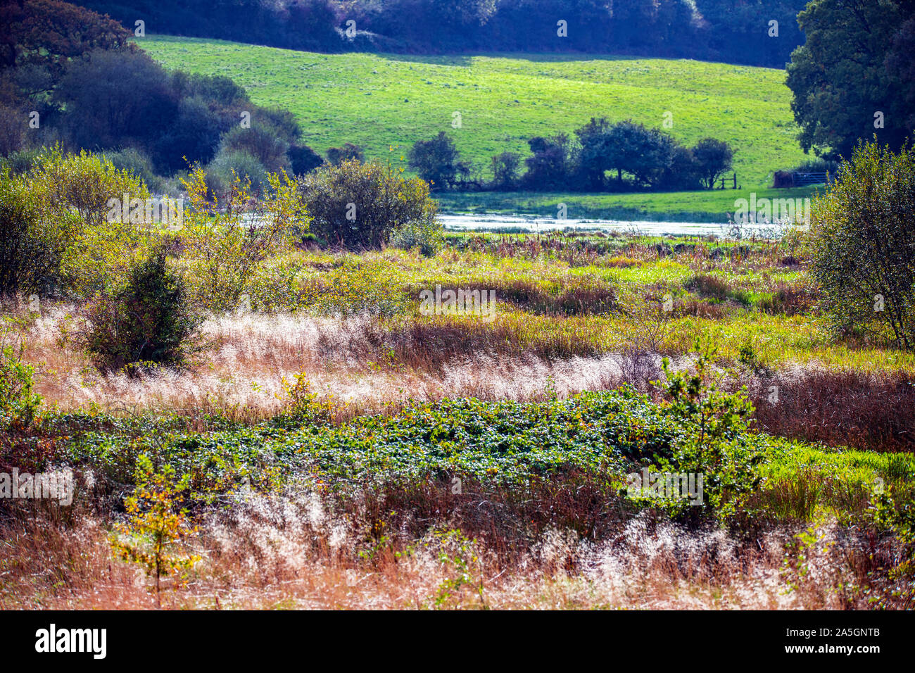 The winter-flooded valley of the Combe Haven river near Bexhill in East Sussex, England Stock Photo