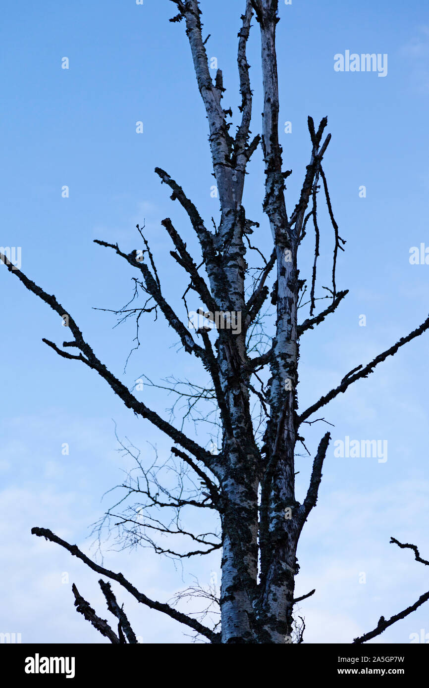 a dying birch tree, a spooky tree for Halloween Stock Photo Alamy