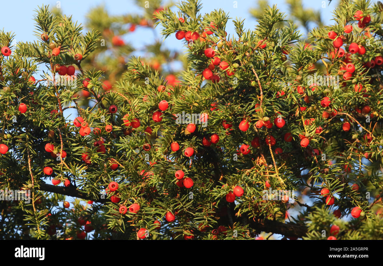 Pretty berries growing on a Yew Tree, Taxus baccata, in woodland in the UK in Autumn Stock Photo