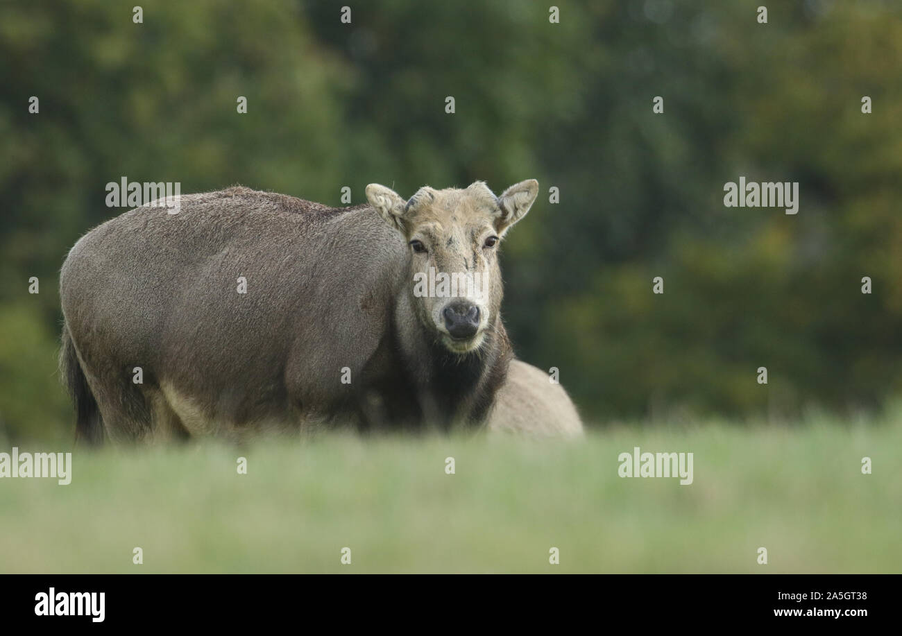 A magnificent Milu Deer, also known as Pére David's, Elaphurus davidianus, feeding in a meadow. Stock Photo