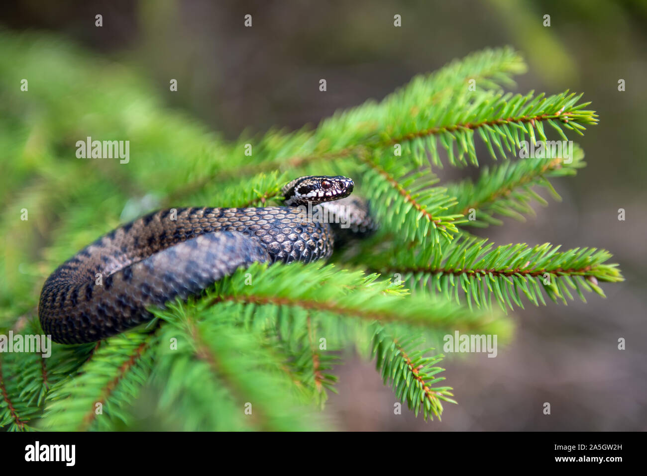 Closeup snake poisonous viper in summer on branch the of tree . Vipera berus Stock Photo