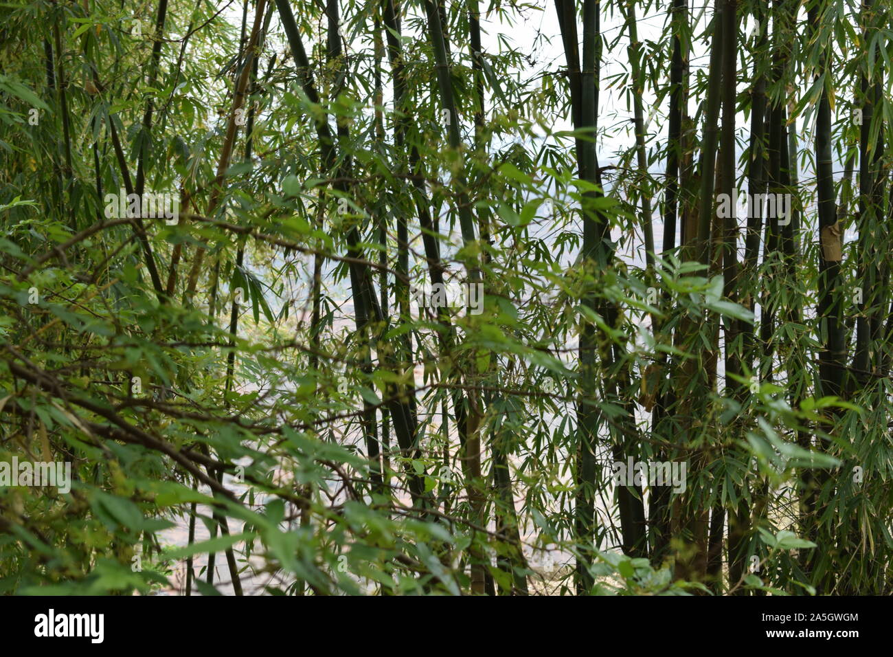 bamboo tree group in Nepal very strong bamboo Stock Photo Alamy