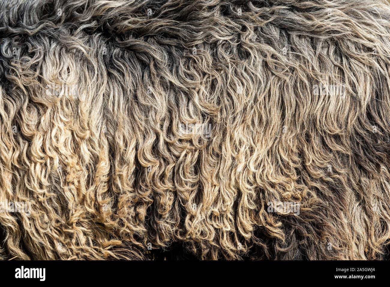 Close up real dark wool fur of sheep texture background Stock Photo Alamy