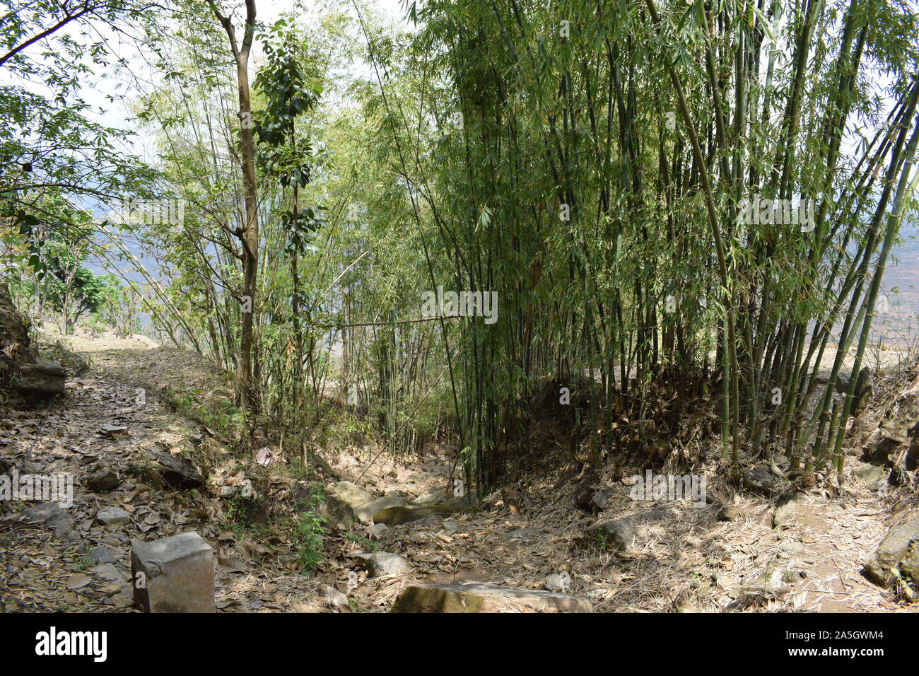 bamboo tree group in Nepal  very strong bamboo Stock Photo