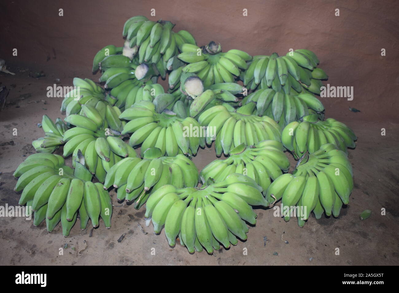 Banana tree plantation. Banana tree with a banana flower and growing