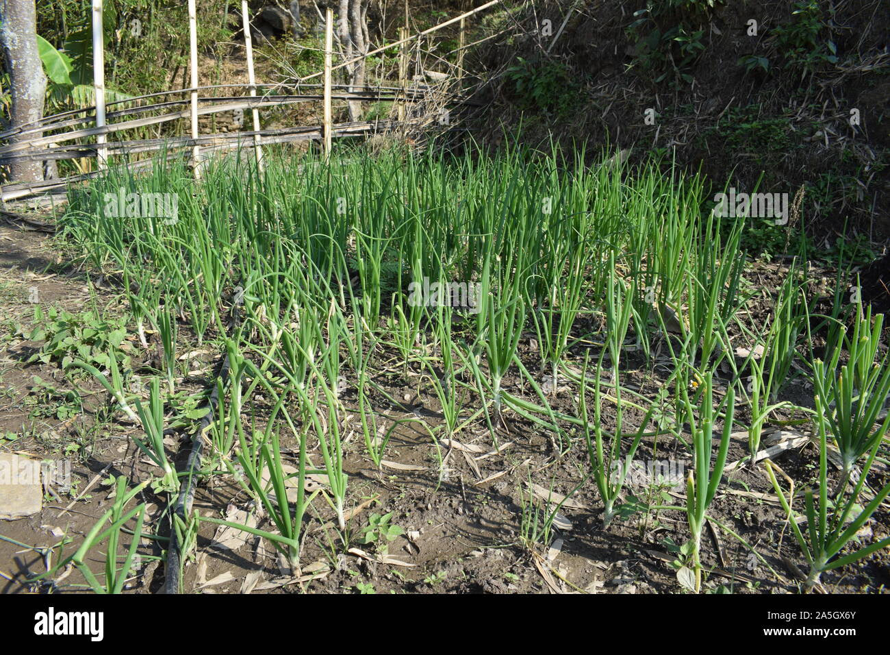 organic onion farming in Nepal Stock Photo Alamy