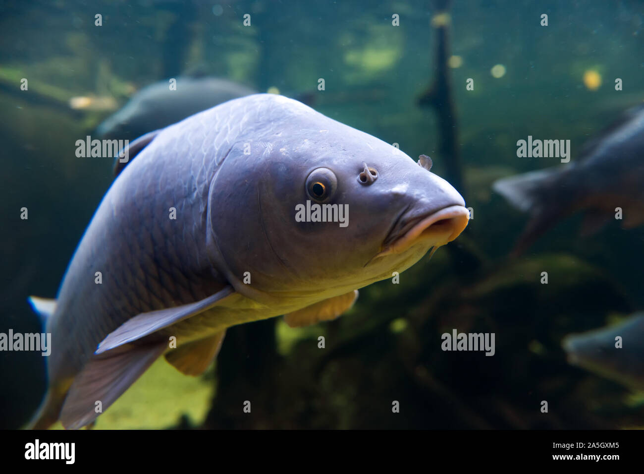 Freshwater fish carp (Cyprinus carpio) in the pond. Underwater shot in the lake. Wild life animal Stock Photo