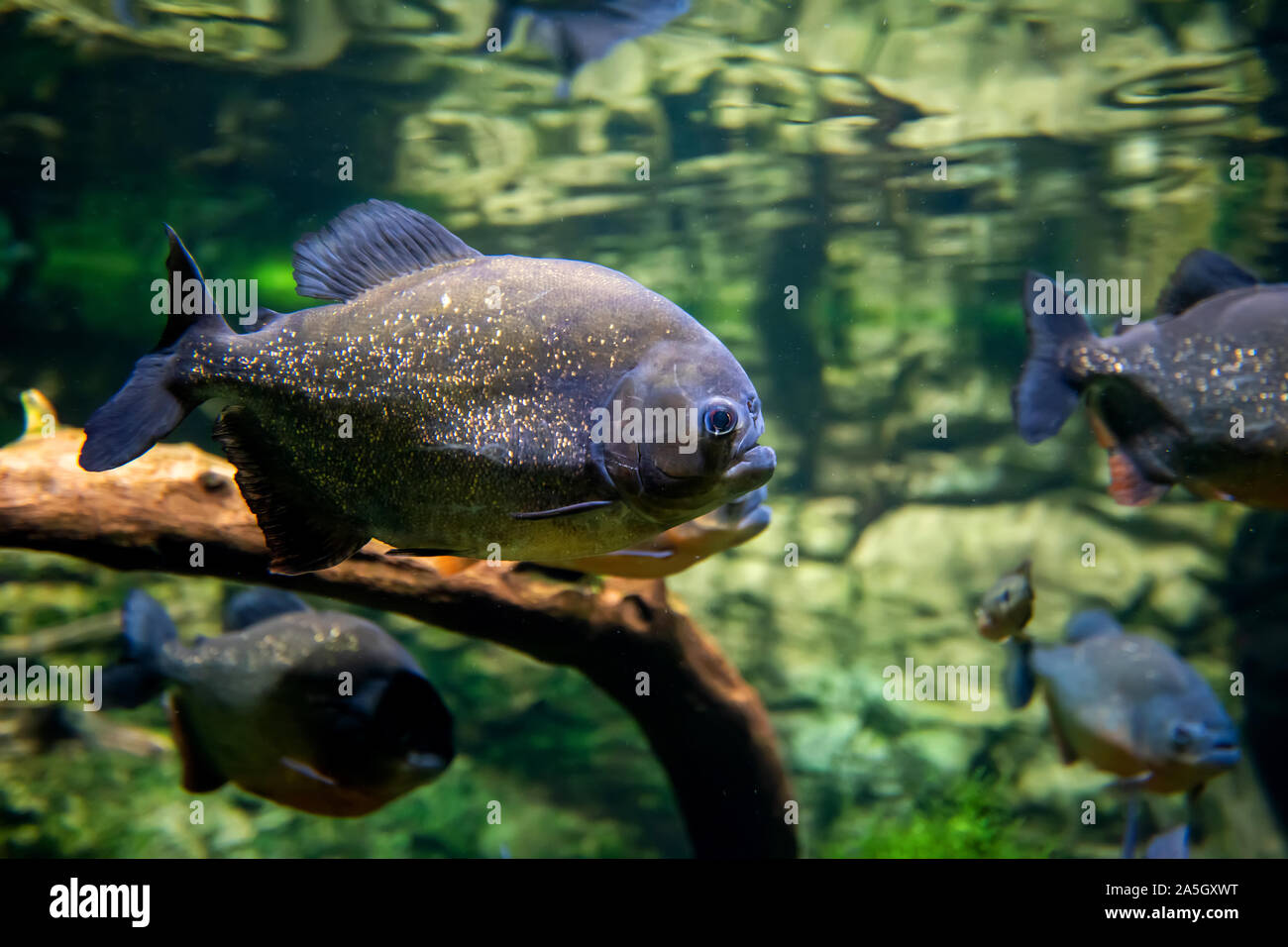 Tropical piranha fishes in a natural environment Stock Photo