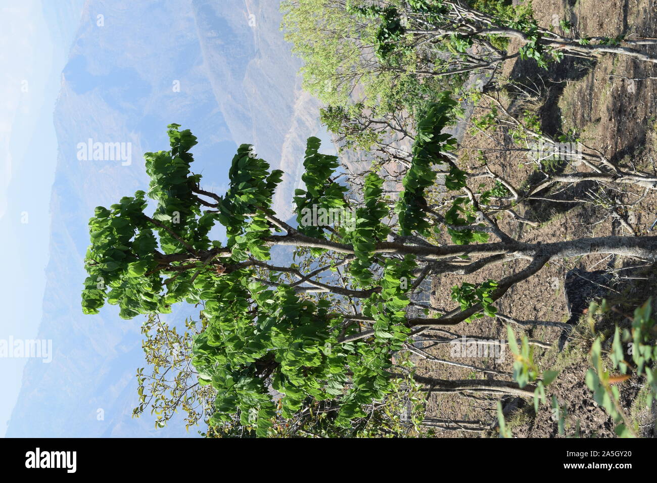 Acacia catechu ( khair) tree with Bot red kkaththa Stock Photo