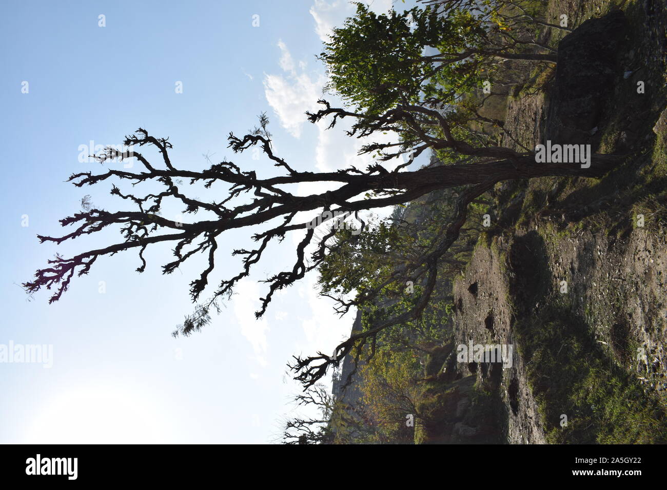 Acacia catechu ( khair) tree with Bot red kkaththa Stock Photo