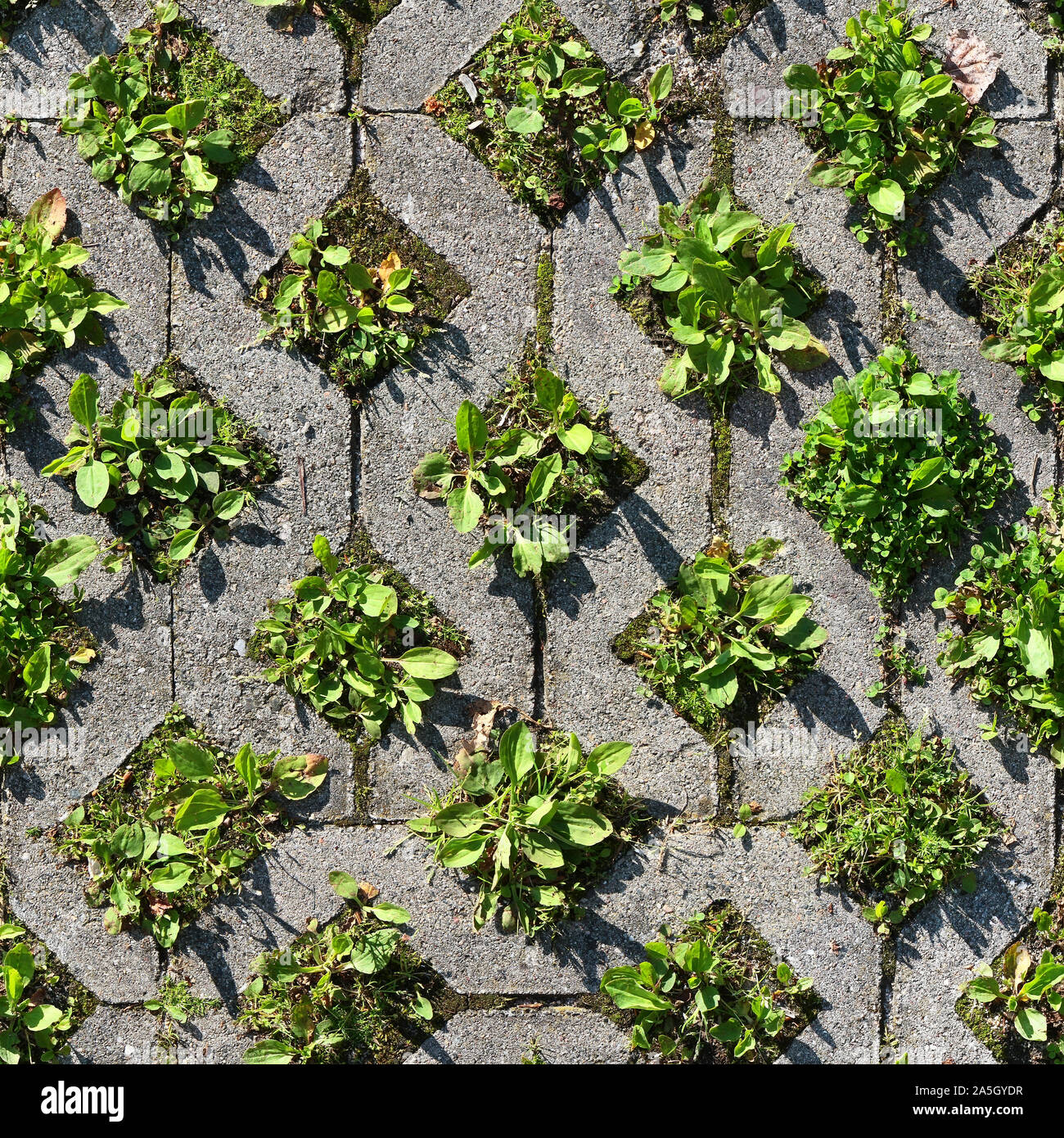 Seamless texture of old environmentally friendly concrete paving blocks with green grass growing