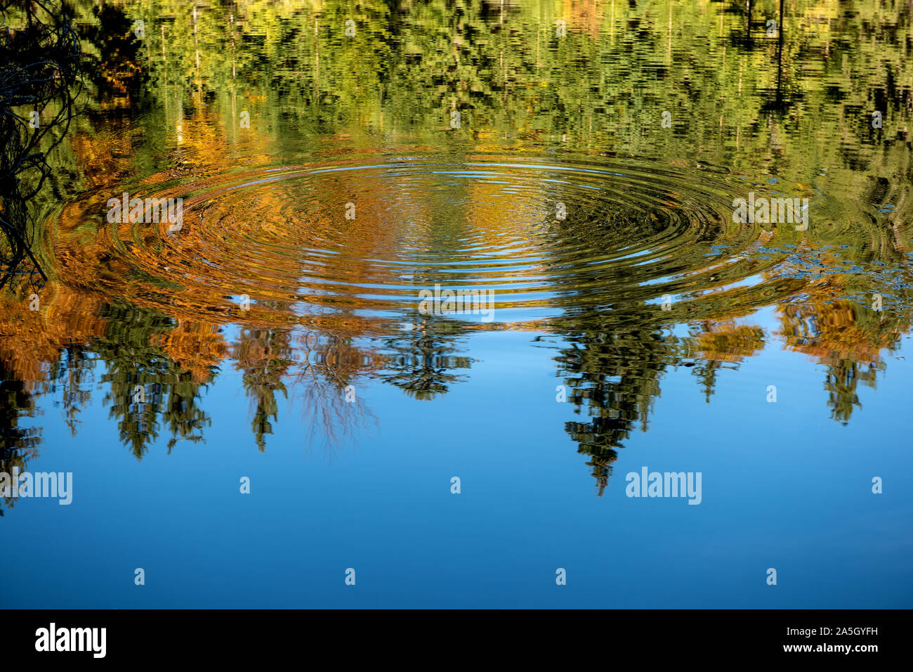 Reflection of the autumn forest in the mirror surface of the lake Stock Photo