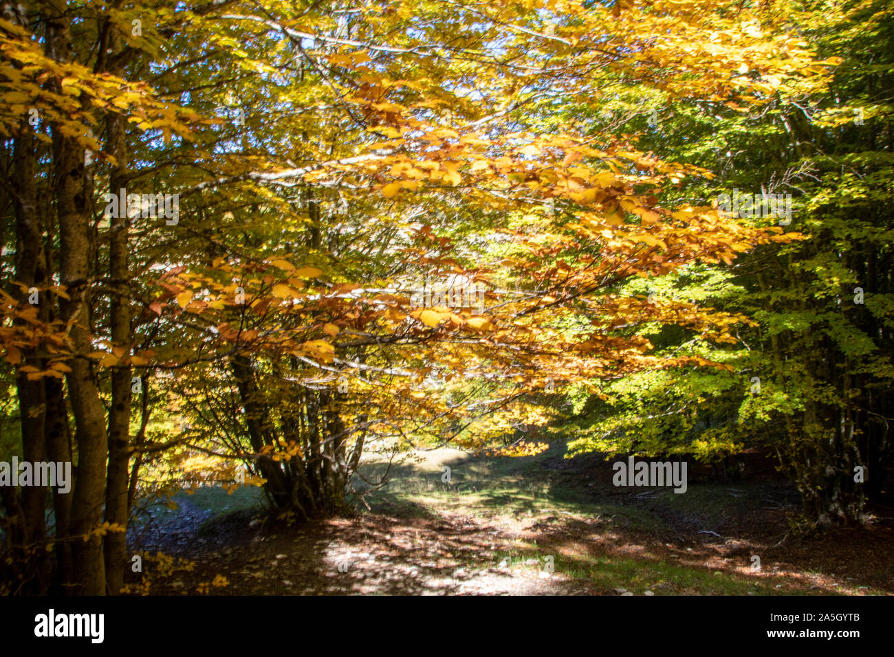 beech-woods-of-abruzzo-national-park-in-autumn-italy-stock-photo-alamy