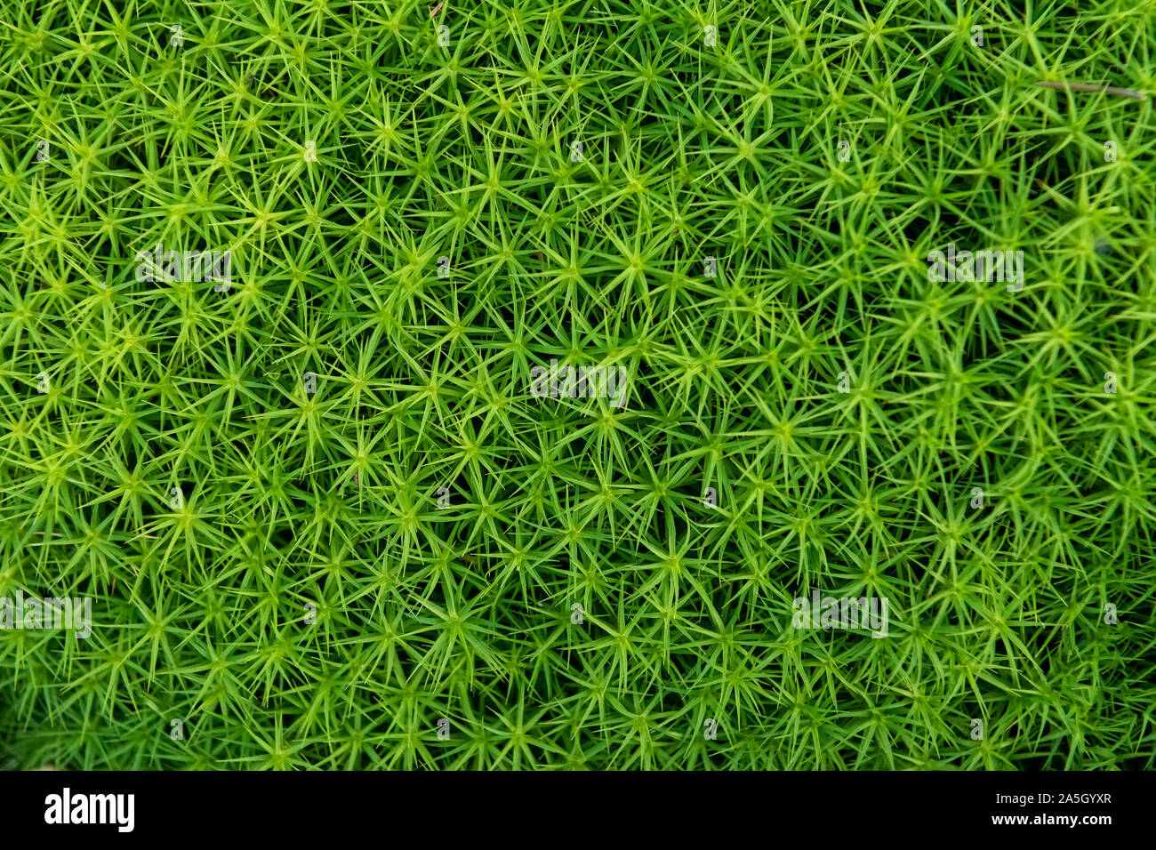Green moss background hi-res stock photography and images - Alamy
