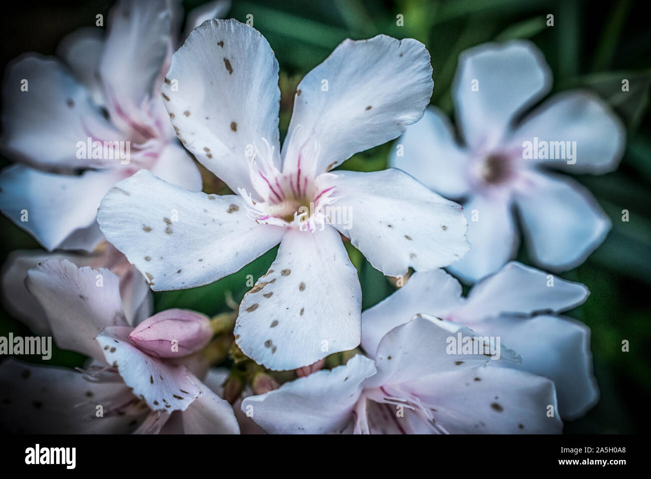 A close-up of white oleander flowers Stock Photo